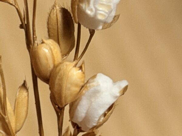 Japan photograph 040