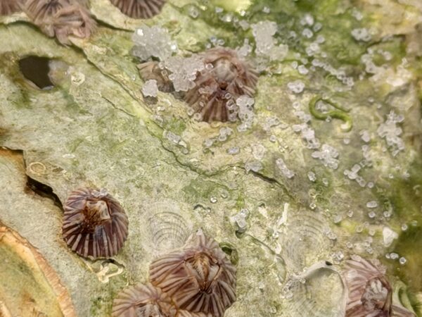 Japan photograph 145